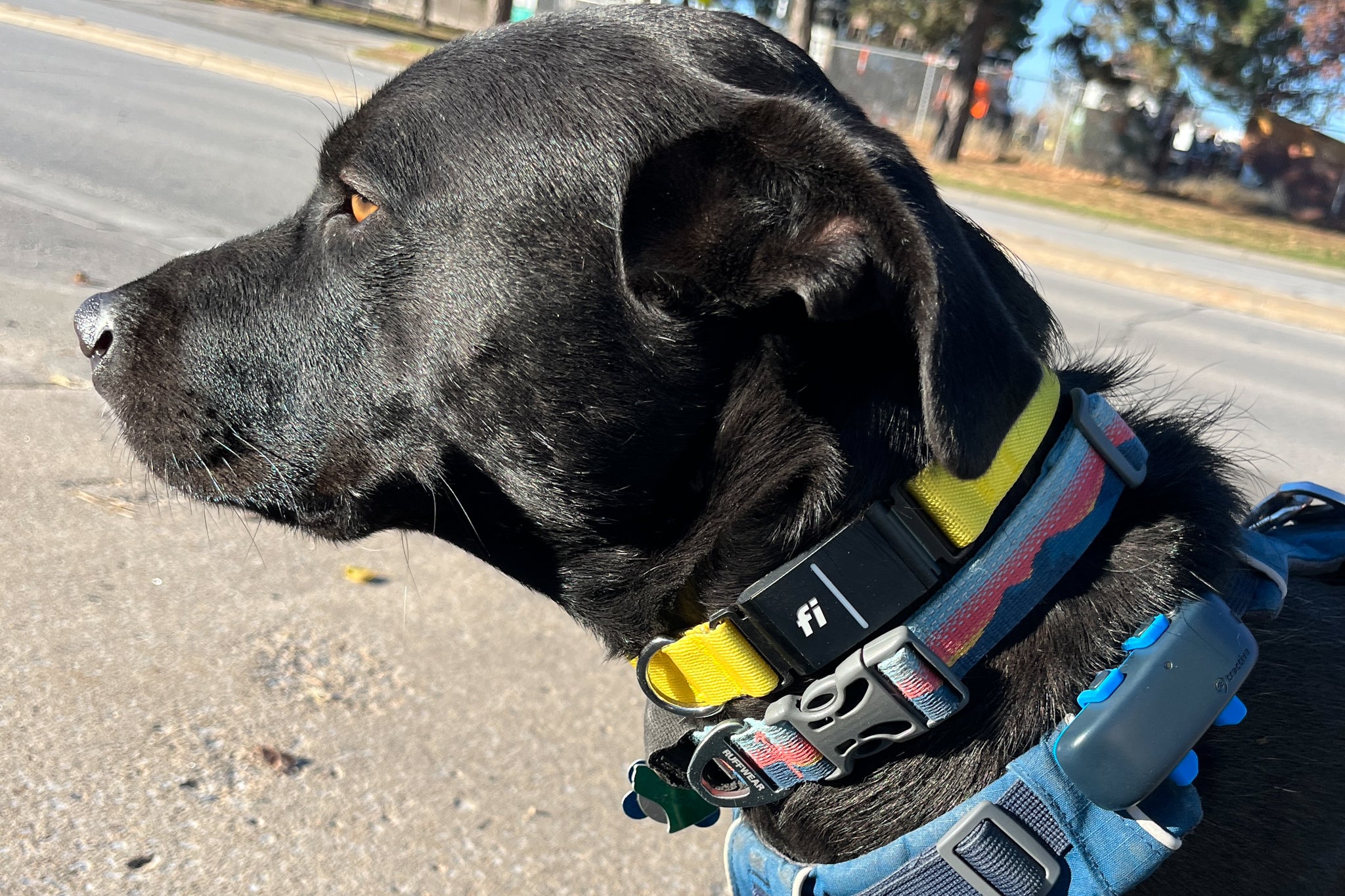 An application scenario or product detail of best dog gps tracker chip implant - Image 11