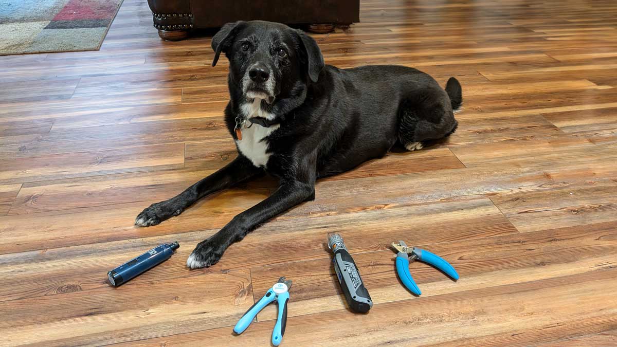 An application scenario or product detail of best dog nail grinders - Image 6