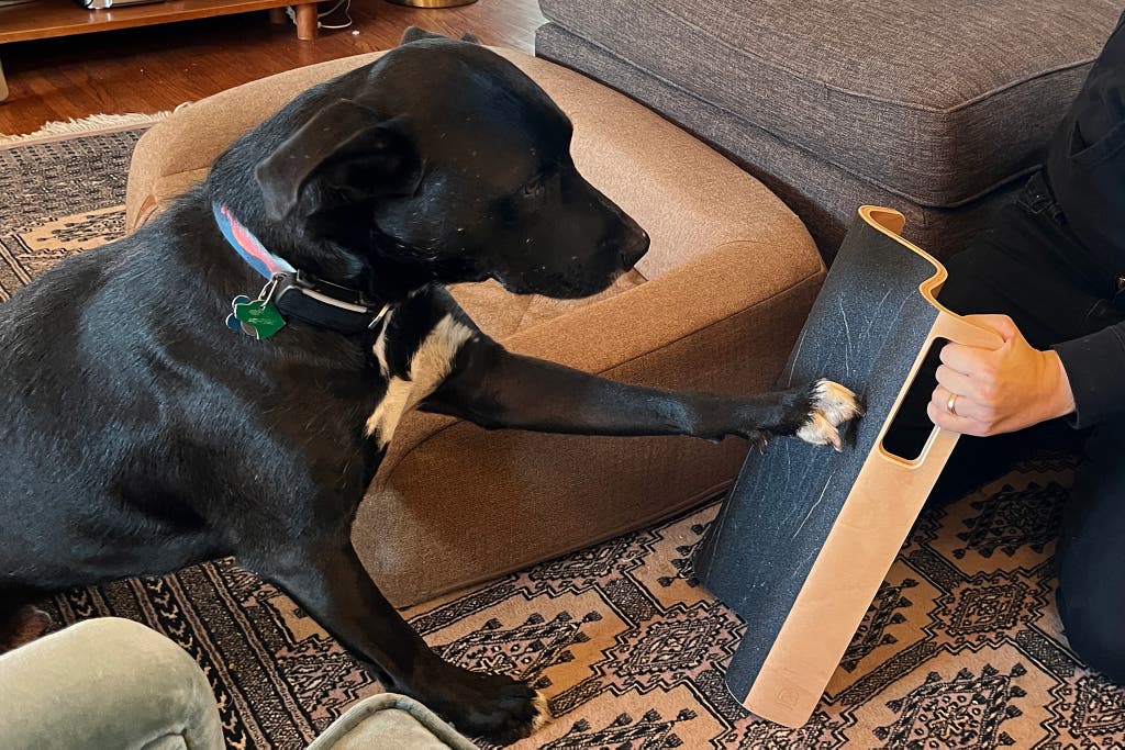 An application scenario or product detail of best dog nail grinders - Image 21