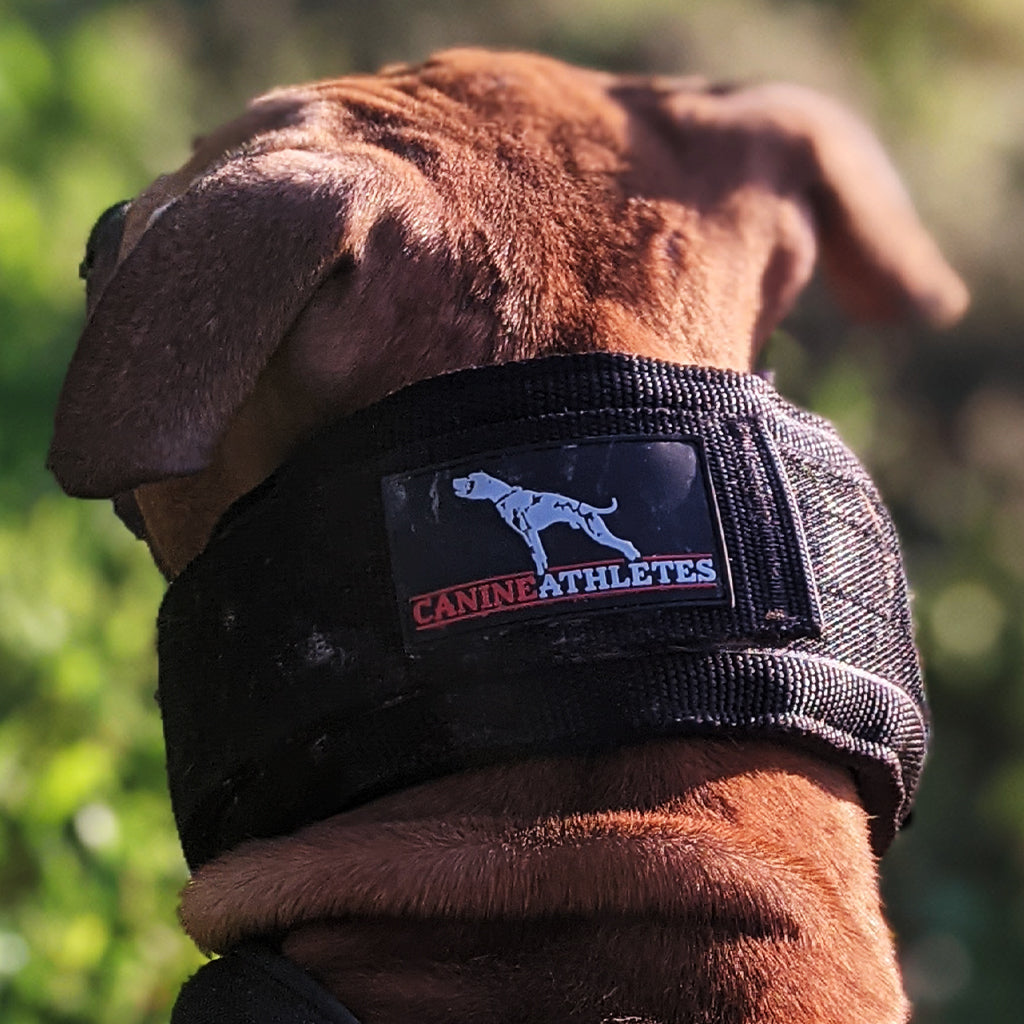 An application scenario or product detail of best dog.collars - Image 1