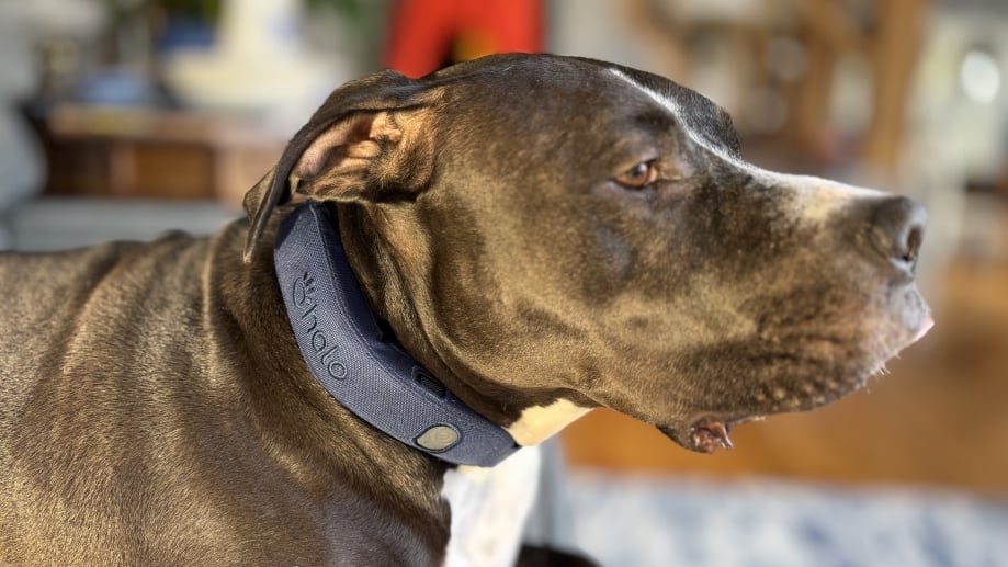 An application scenario or product detail of best dog.collars - Image 13