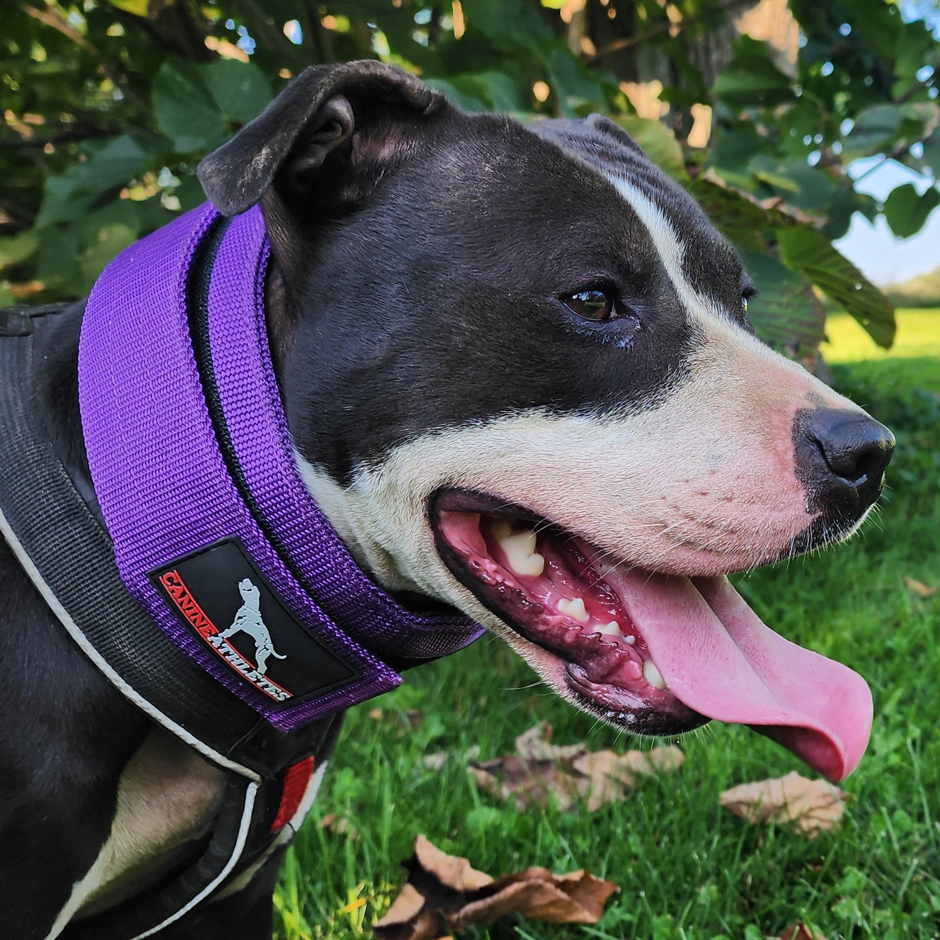 An application scenario or product detail of best dog.collars - Image 15