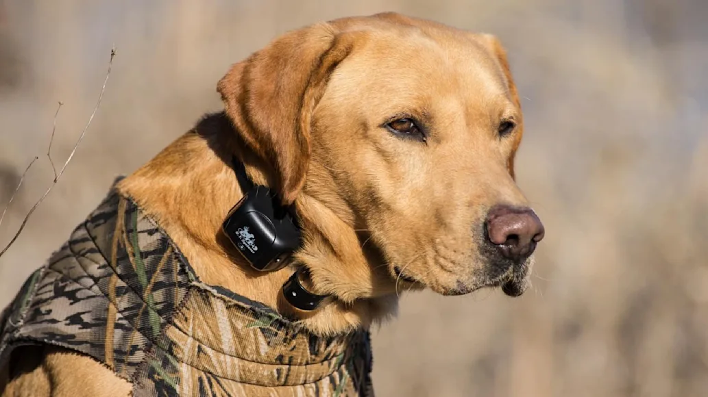 An application scenario or product detail of best dog.collars - Image 19