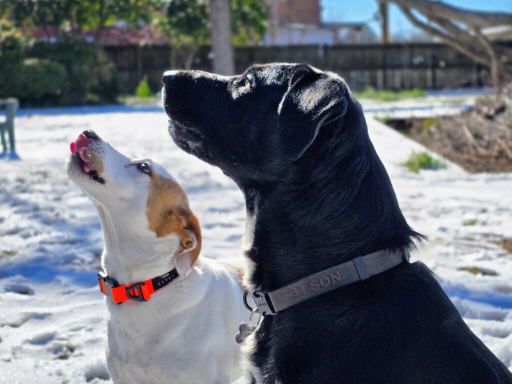 Featured image for the best dog.collars guide