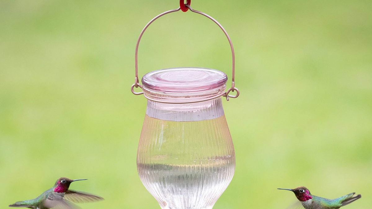 An application scenario or product detail of best location for hummingbird feeders - Image 22