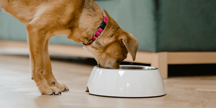 An application scenario or product detail of best material for dog water bowl - Image 10