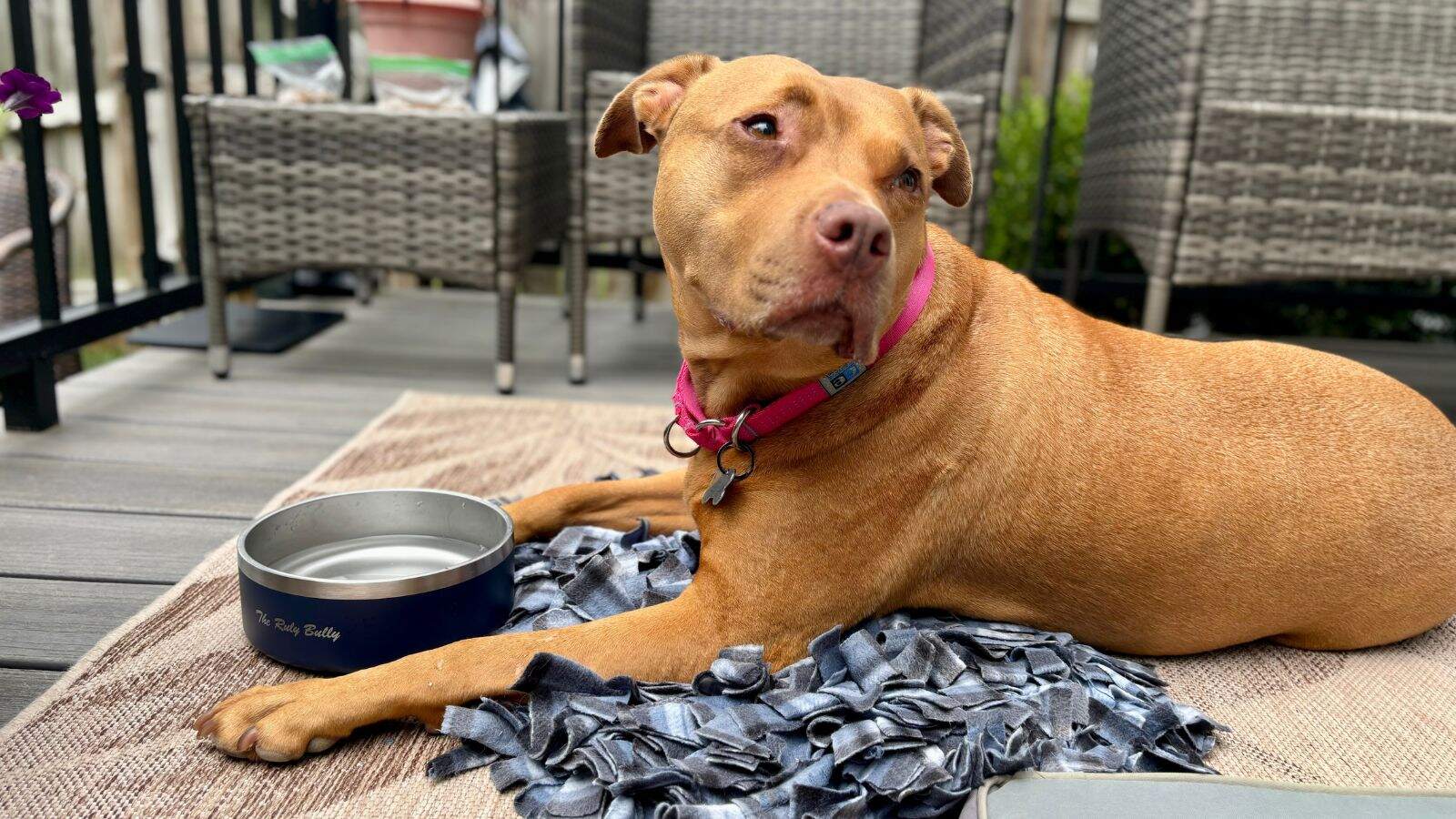 An application scenario or product detail of best material for dog water bowl - Image 13