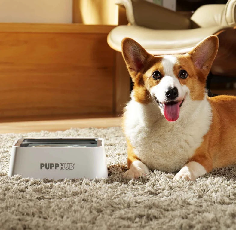 An application scenario or product detail of best material for dog water bowl - Image 18