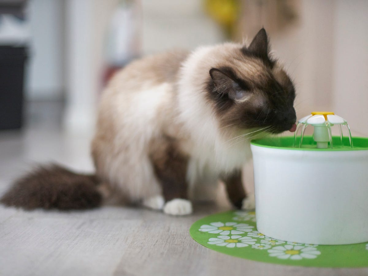 An application scenario or product detail of best pet water fountain - Image 3