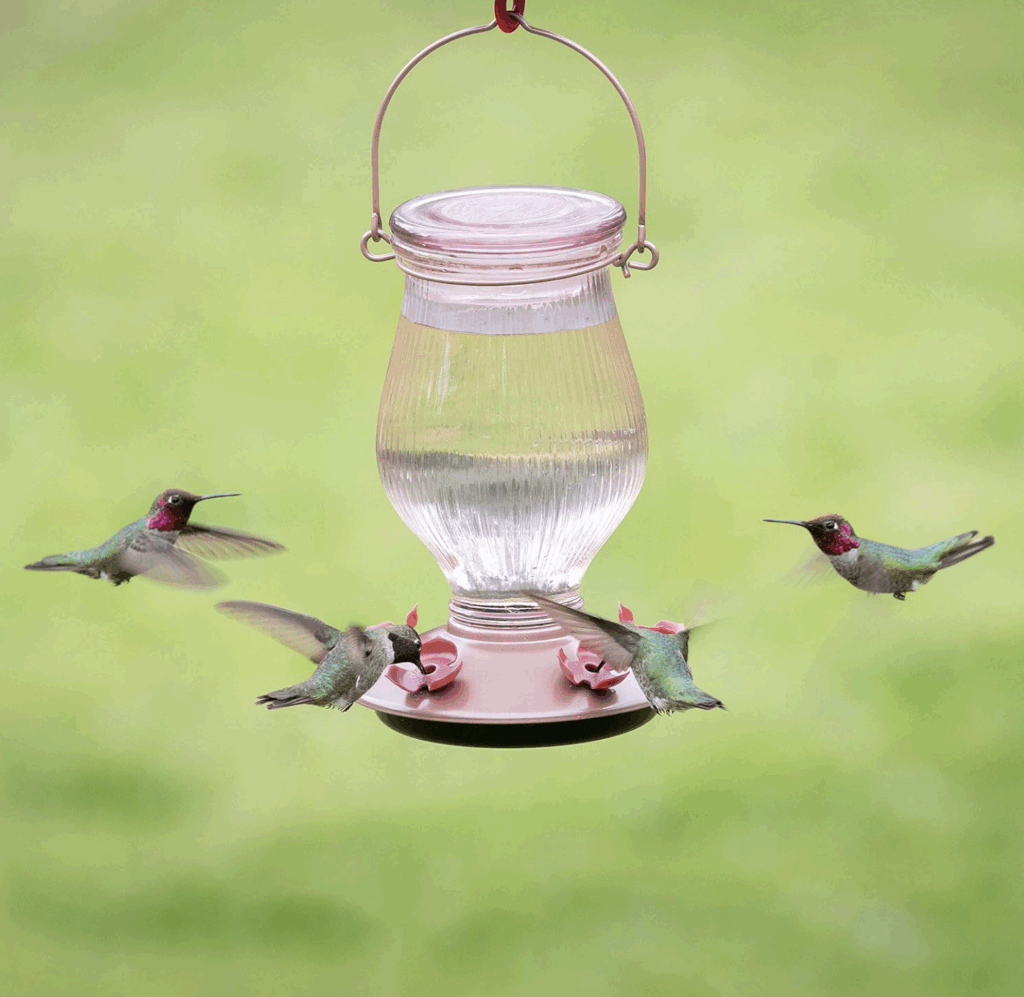 Featured image for the best place for hummingbird feeders guide