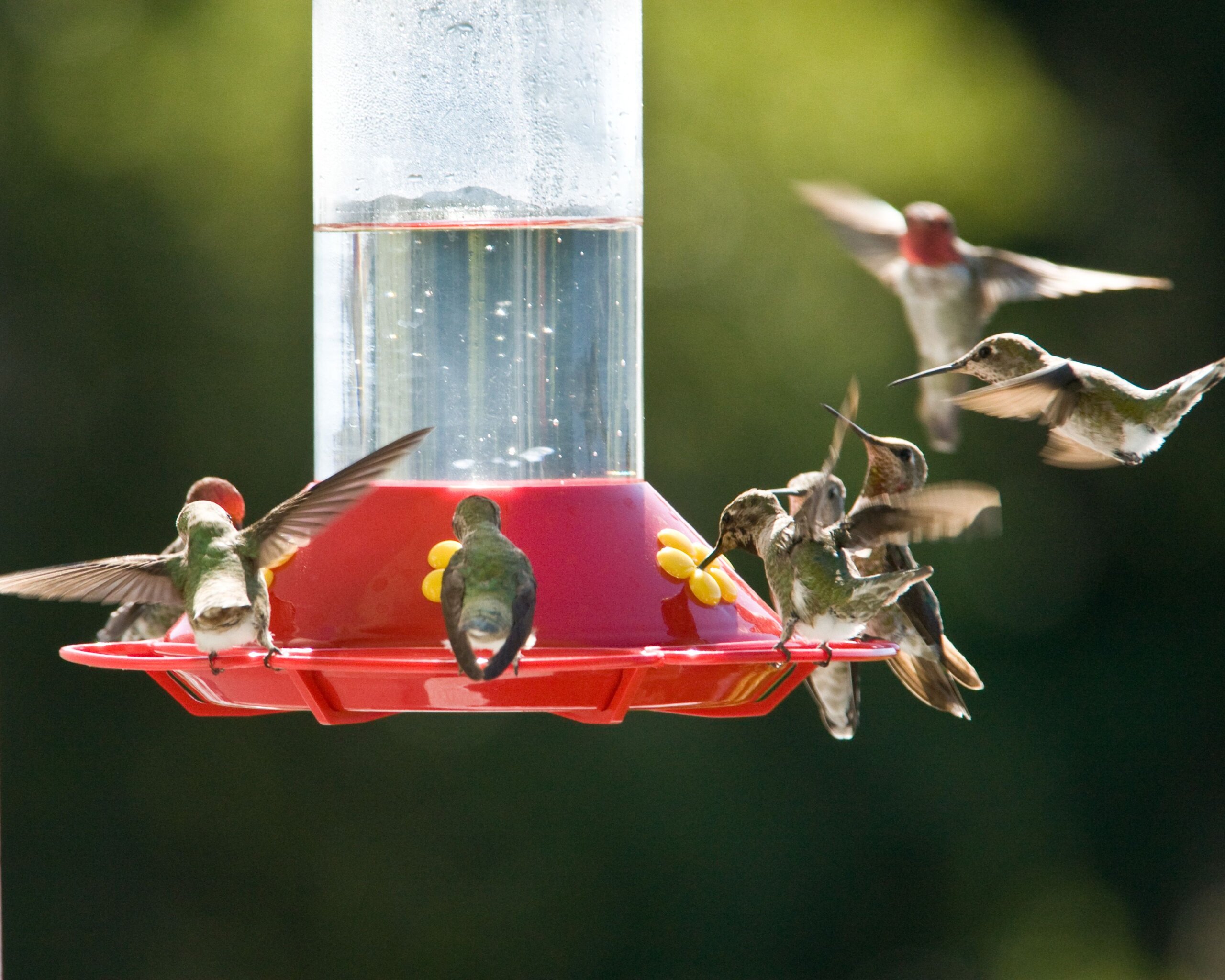 An application scenario or product detail of best place to place hummingbird feeder - Image 7
