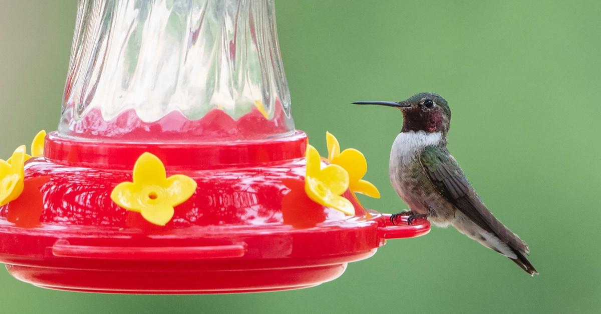 An application scenario or product detail of best place to place hummingbird feeder - Image 21