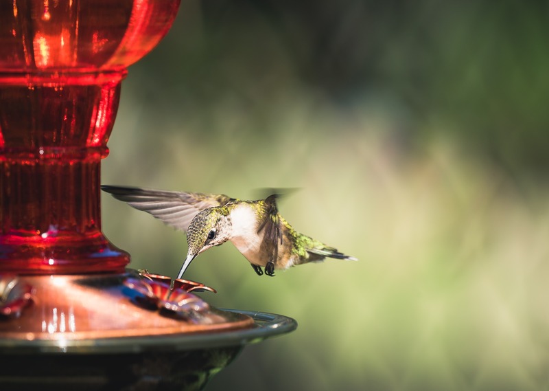 An application scenario or product detail of best place to put a hummingbird feeder - Image 20
