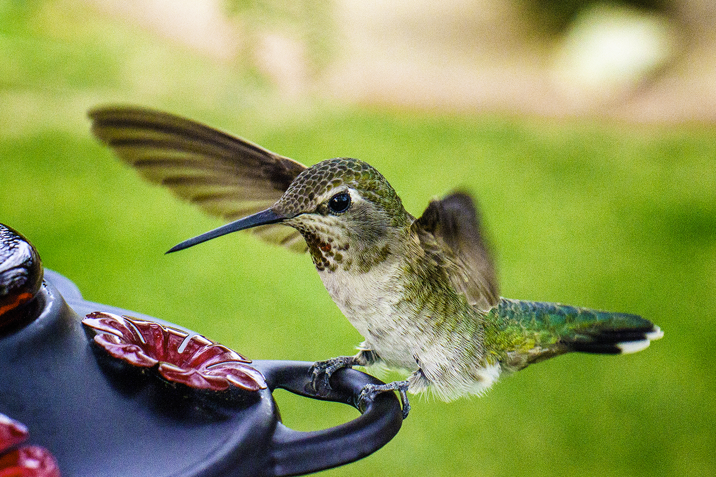 An application scenario or product detail of best place to put a hummingbird feeder - Image 23