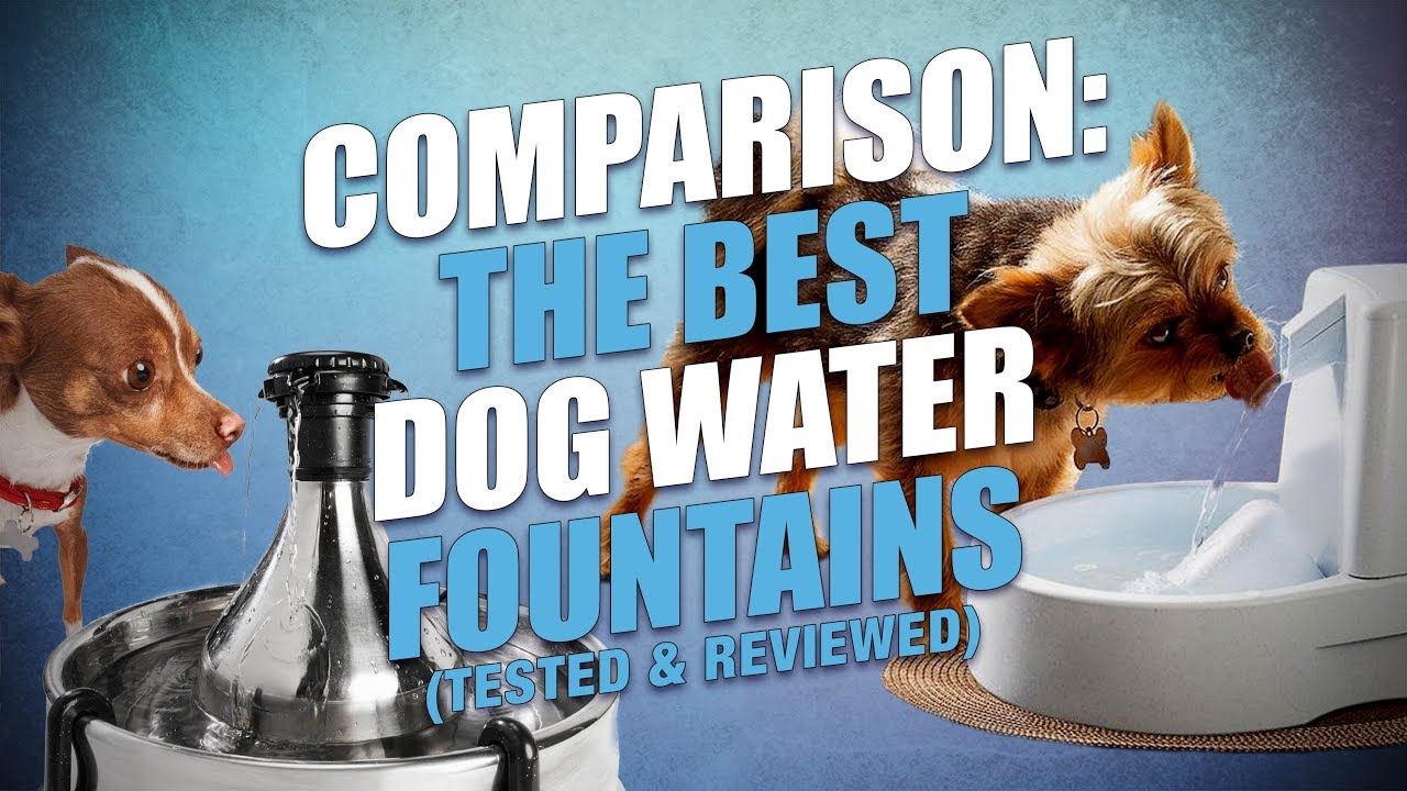 An application scenario or product detail of best rated dog water fountain - Image 20