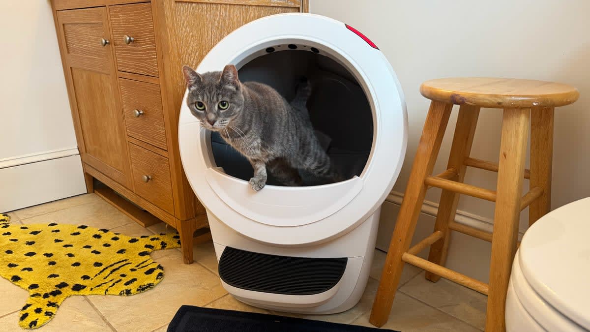 An application scenario or product detail of best self cleaning cat litter boxes - Image 13