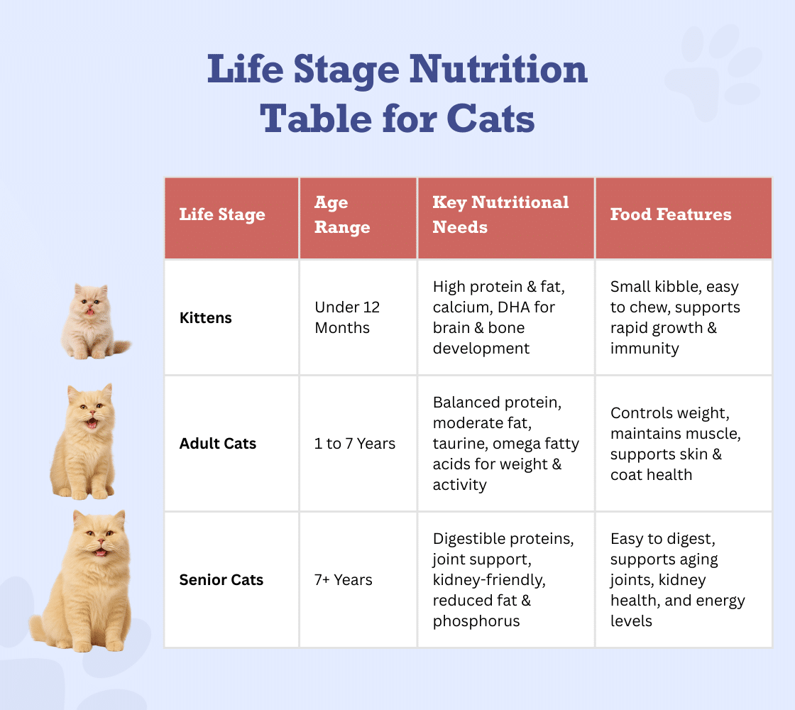 An application scenario or product detail of best time of day to feed cats - Image 6