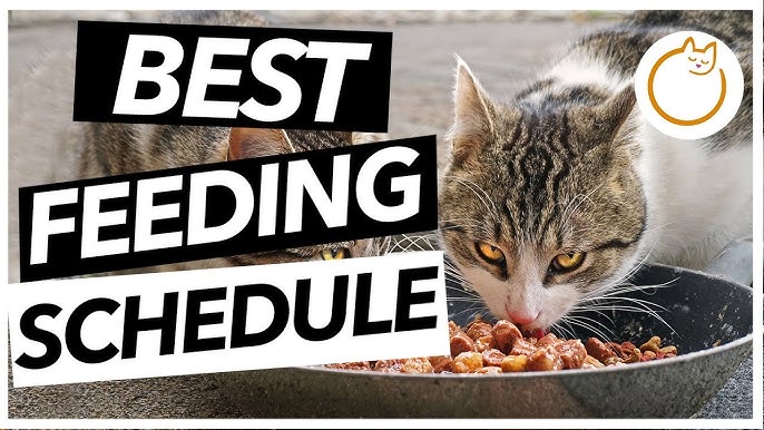An application scenario or product detail of best time of day to feed cats - Image 9