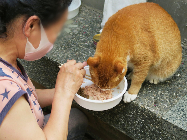 An application scenario or product detail of best time of day to feed cats - Image 10