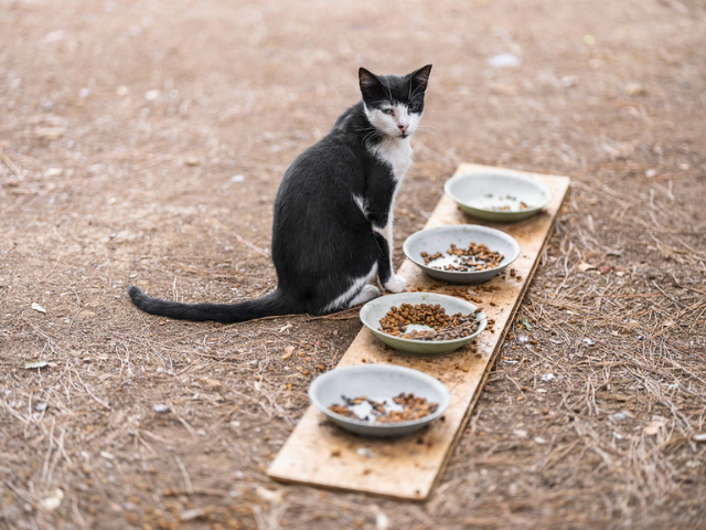 An application scenario or product detail of best time of day to feed cats - Image 13