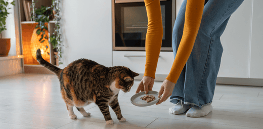 An application scenario or product detail of best time of day to feed cats - Image 24