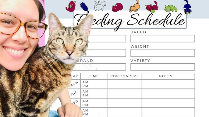 An application scenario or product detail of best time to feed a cat - Image 1