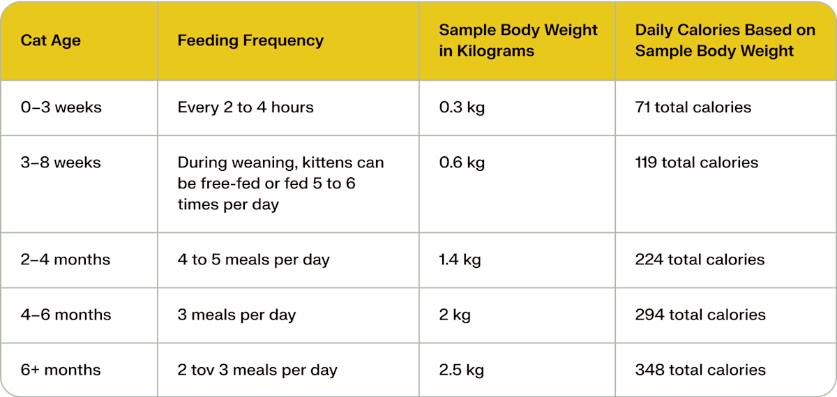 An application scenario or product detail of best time to feed a cat - Image 2