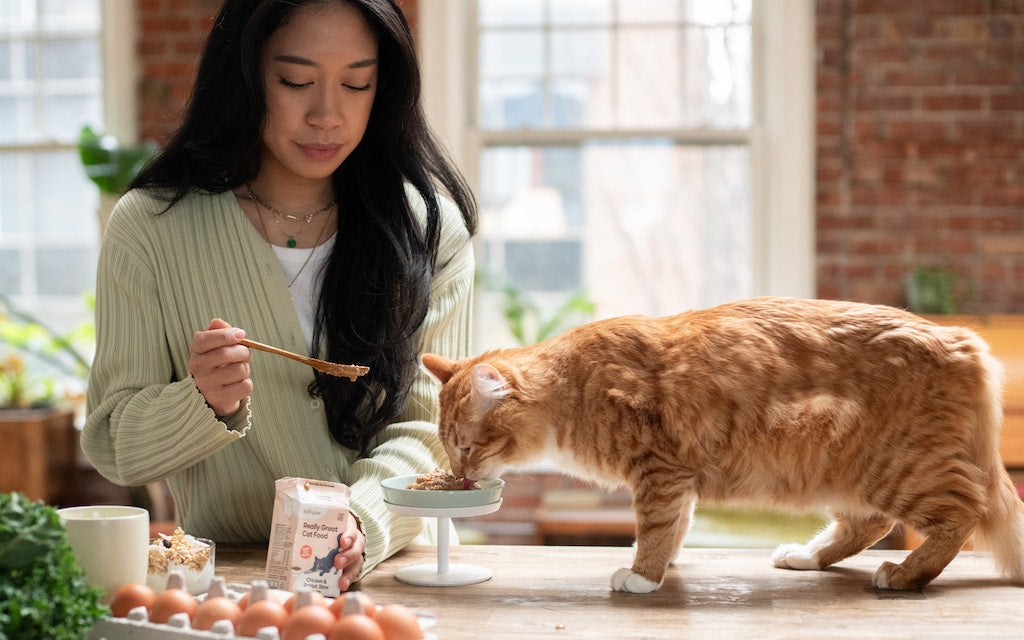 An application scenario or product detail of best time to feed a cat - Image 11