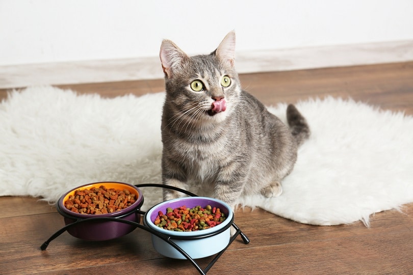An application scenario or product detail of best time to feed a cat - Image 14