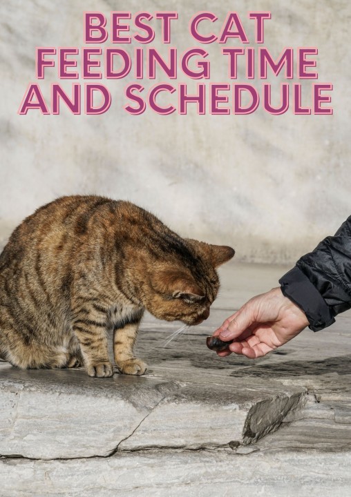 An application scenario or product detail of best time to feed a cat - Image 17