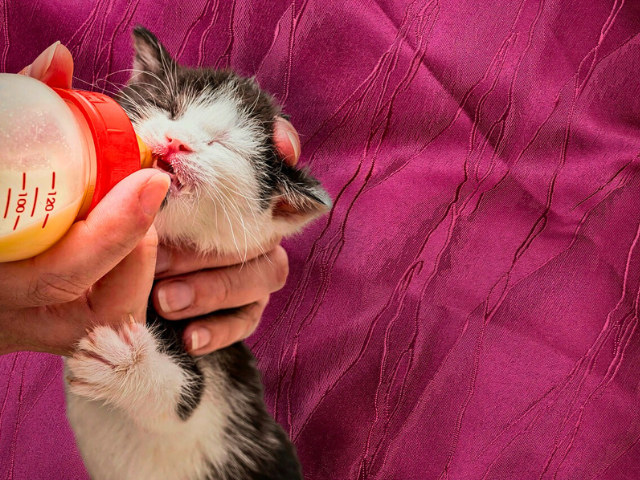 An application scenario or product detail of best time to feed a cat - Image 18