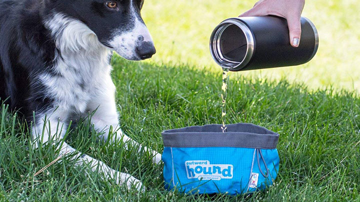 An application scenario or product detail of best water bowl for dogs - Image 16