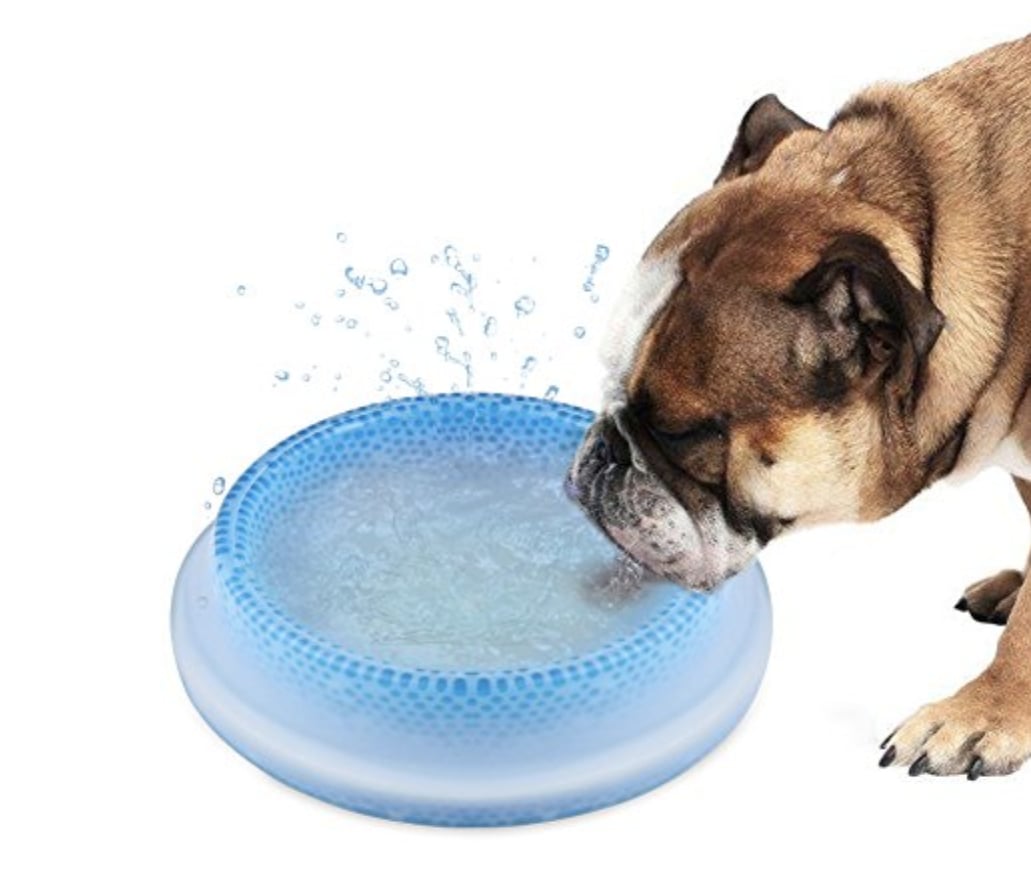 An application scenario or product detail of best water bowl for dogs - Image 23
