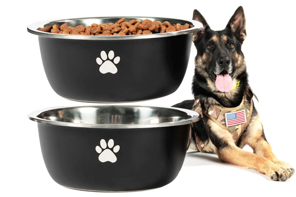 Featured image for the best water bowl for dogs guide