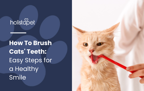 An application scenario or product detail of best way to brush cats teeth - Image 4