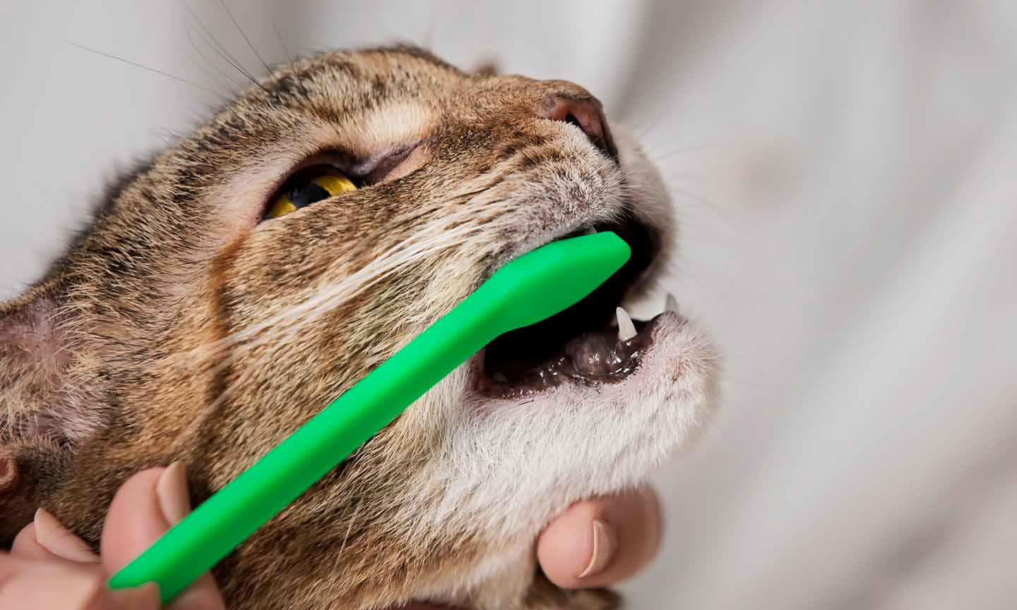 An application scenario or product detail of best way to brush cats teeth - Image 12