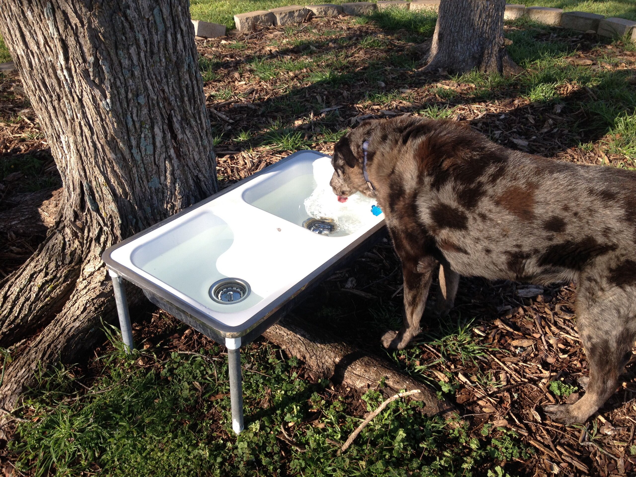 An application scenario or product detail of big water bowl for dogs - Image 10