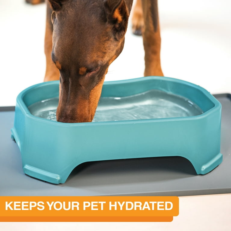Featured image for the big water bowl for dogs guide
