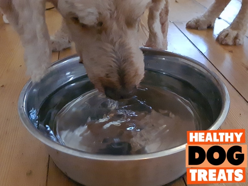 An application scenario or product detail of biofilm dog bowl - Image 2