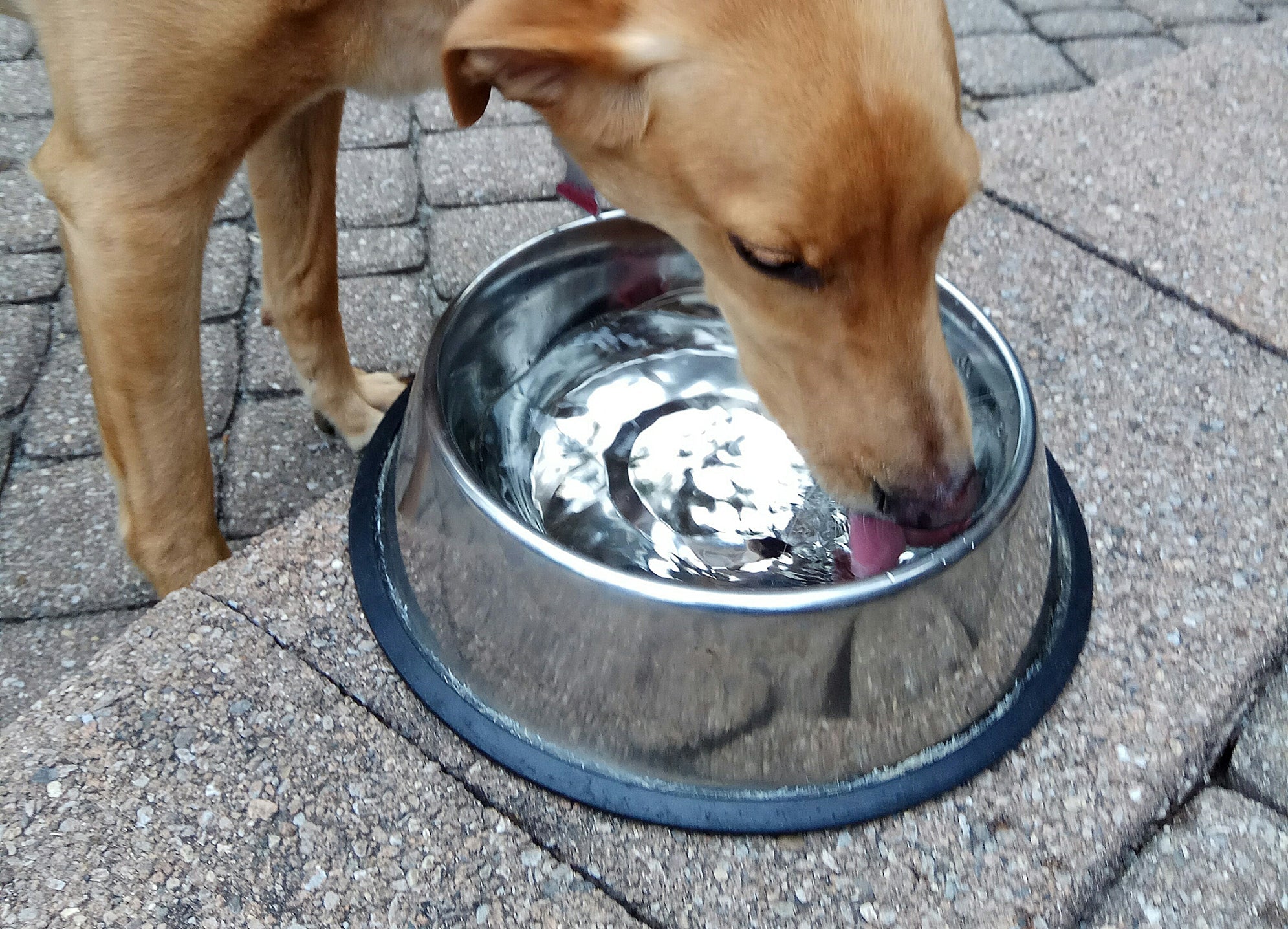 An application scenario or product detail of biofilm dog bowl - Image 9