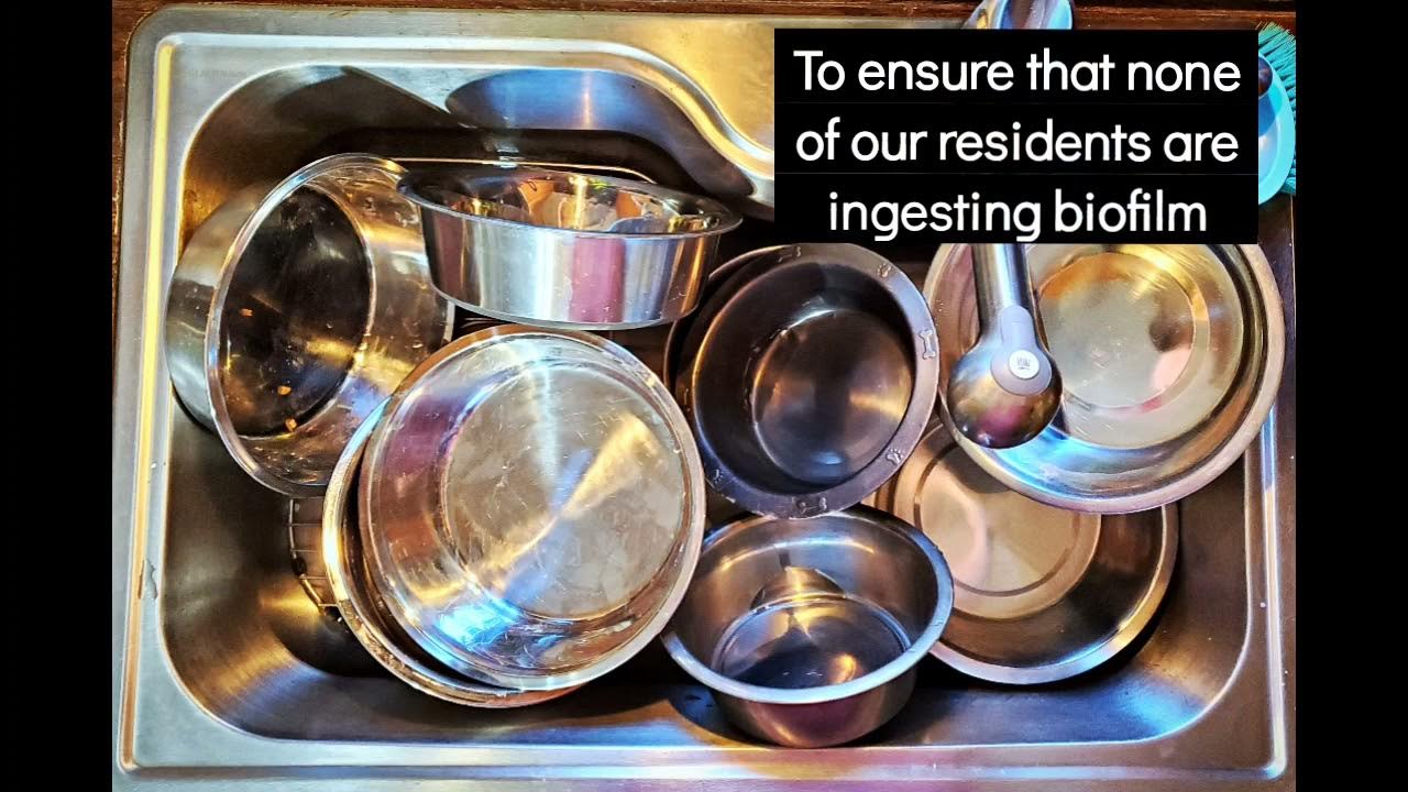 An application scenario or product detail of biofilm dog bowl - Image 12