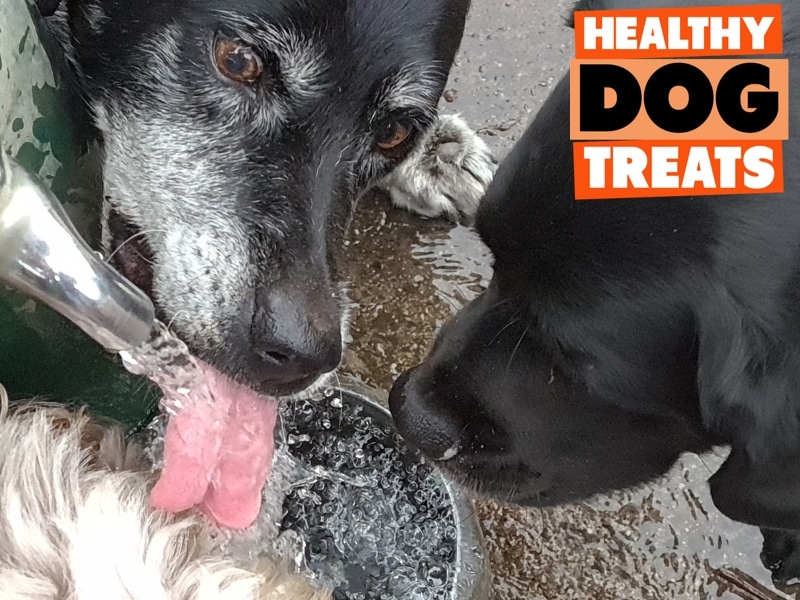 An application scenario or product detail of biofilm dog bowl - Image 15