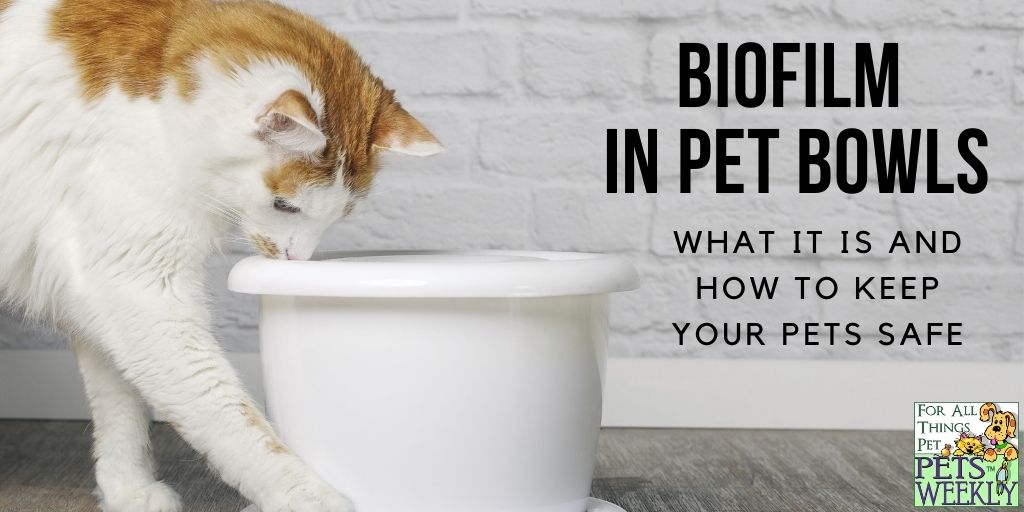 An application scenario or product detail of biofilm dog bowl - Image 16