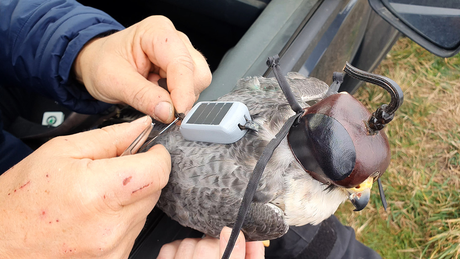 An application scenario or product detail of bird gps tracker - Image 7