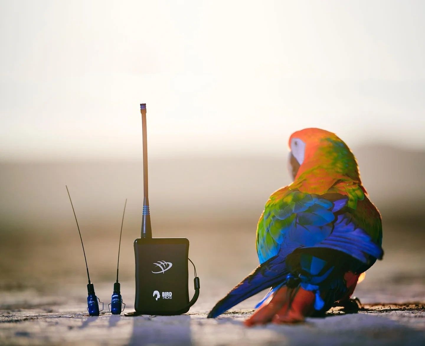 An application scenario or product detail of bird gps tracker - Image 13