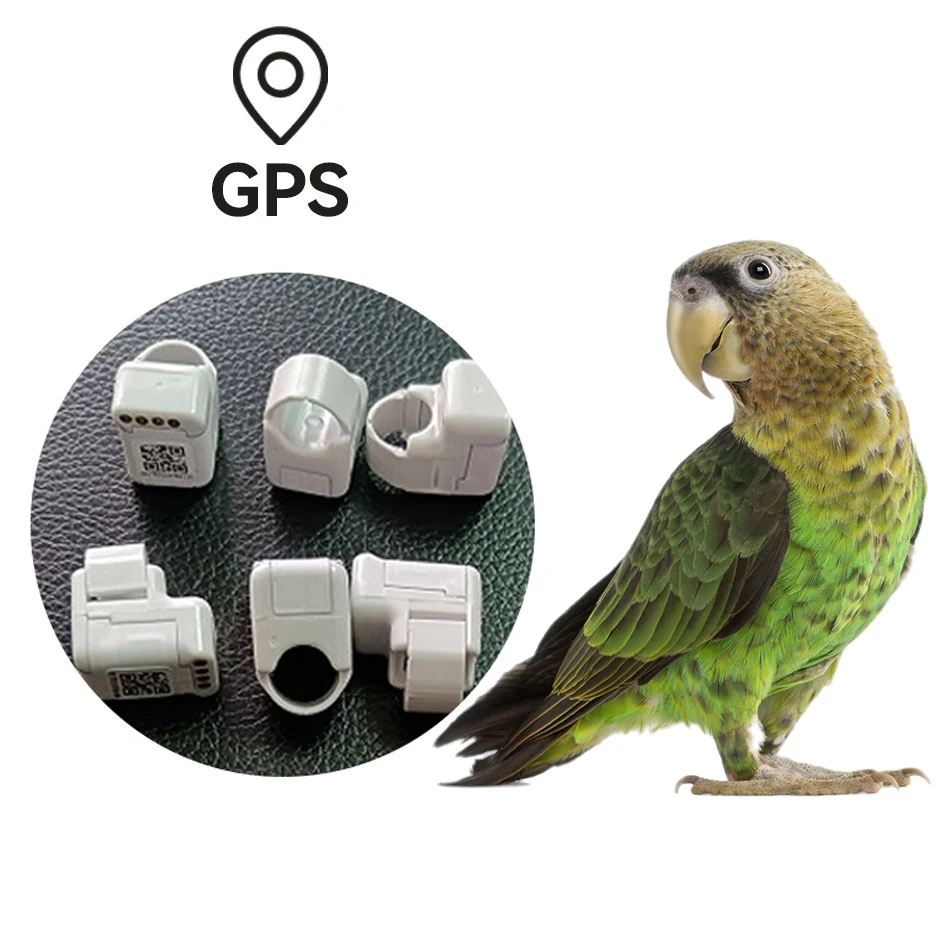 Featured image for the bird gps tracker guide