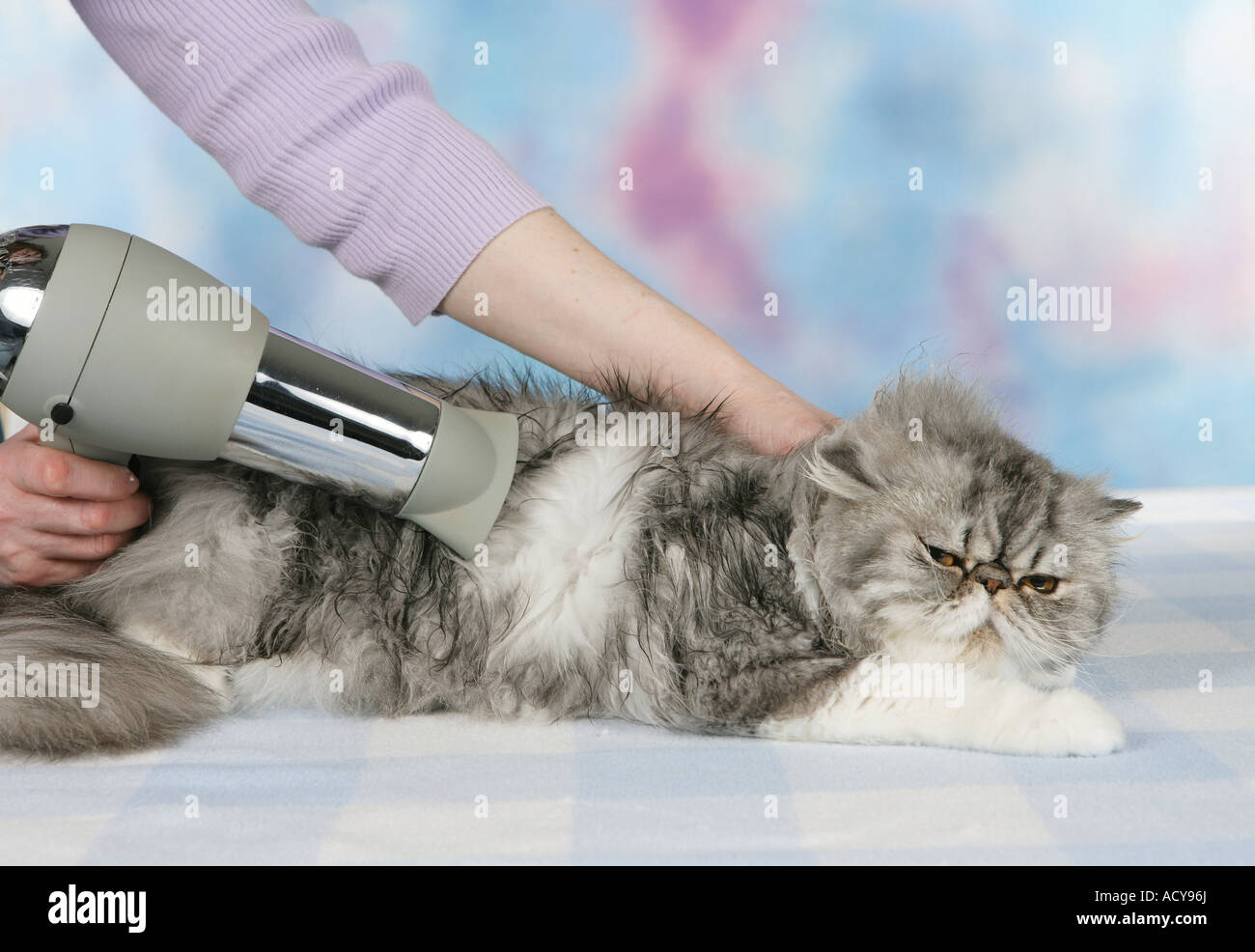 An application scenario or product detail of blow dry cat - Image 1