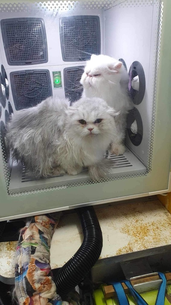 An application scenario or product detail of blow dry cat - Image 17