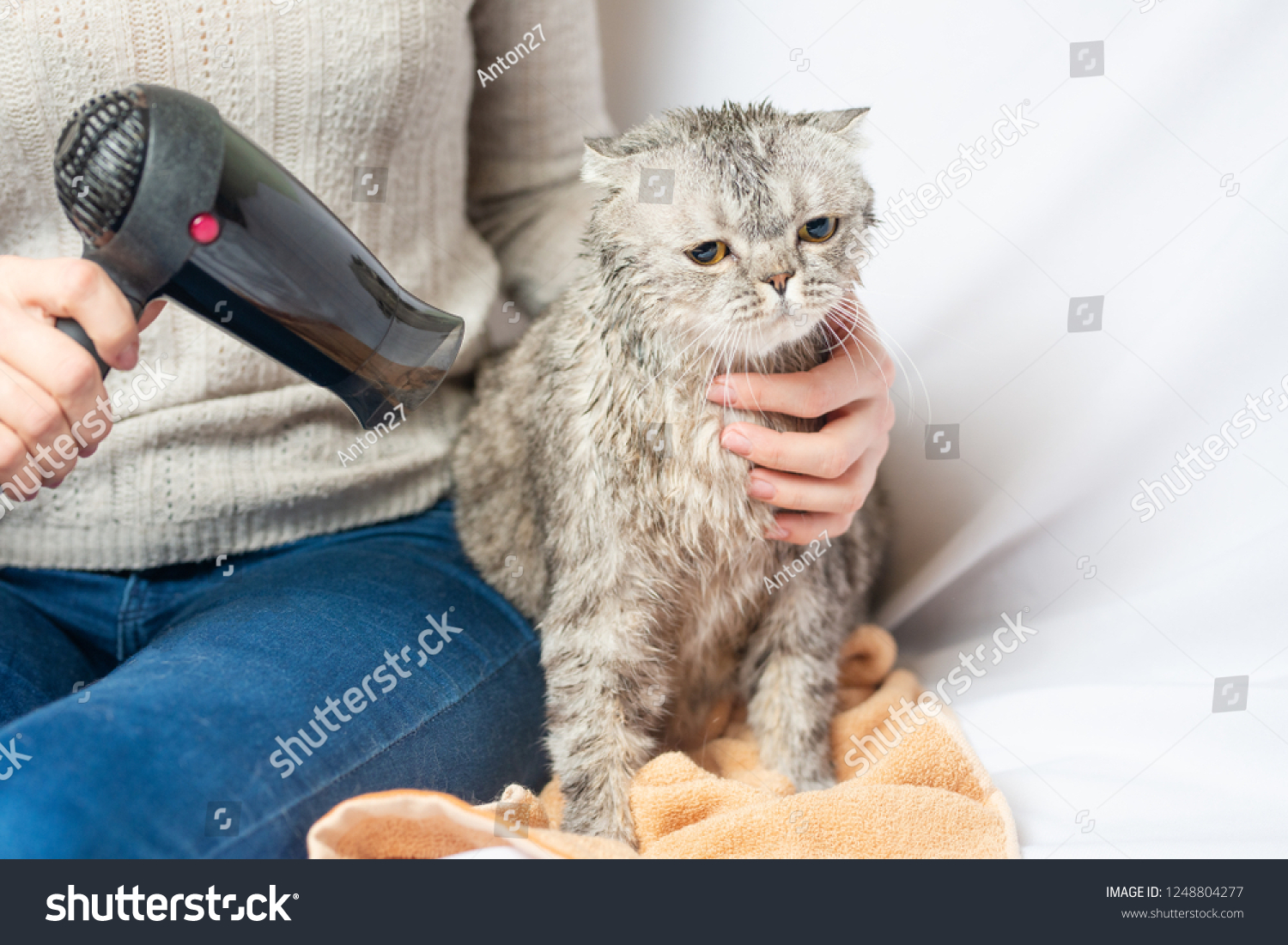 An application scenario or product detail of blow dry cat - Image 18