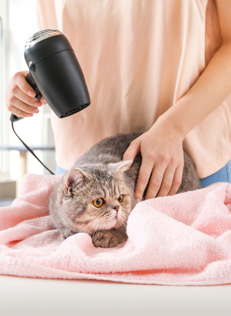 Featured image for the blow dry cat guide